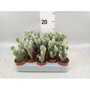 Opuntia microdasys 'Albispina'