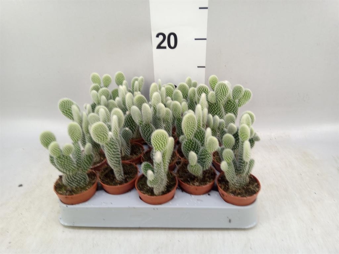 <h4>Opuntia microdasys 'Albispina'</h4>