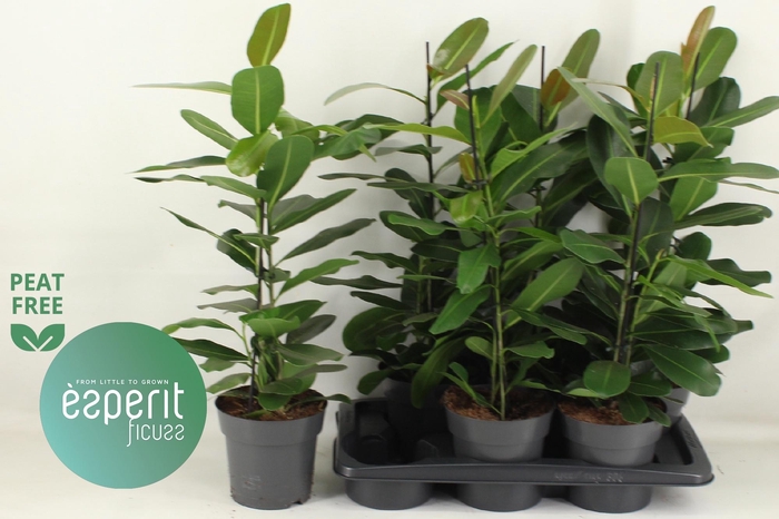 <h4>FIC MI SMILE</h4>