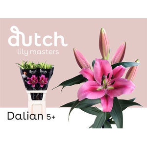 Li Ot Dalian 5+