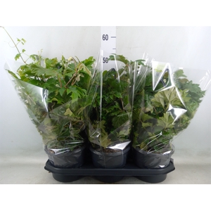 Cissus rhombifolia 'Ellen Danica'