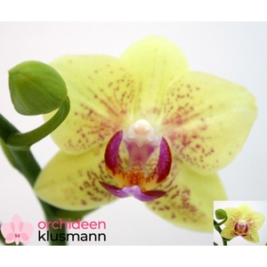 PHAL OV GEEL