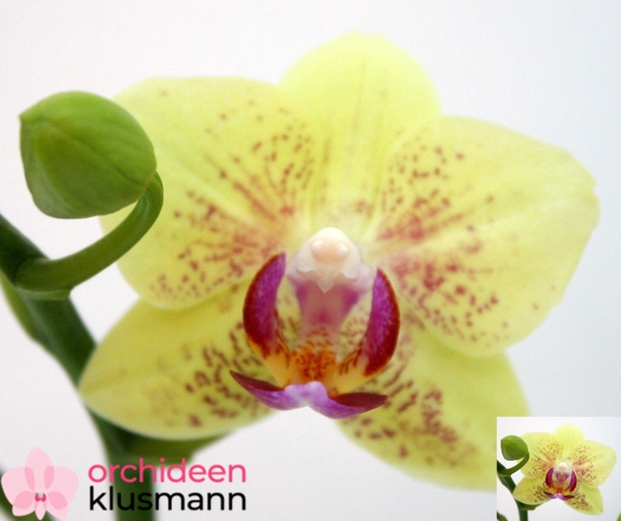 <h4>PHAL OV GEEL</h4>