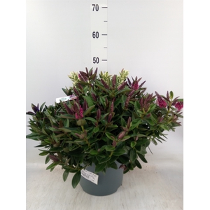 Hebe  'Addenda'   ...mix in pot