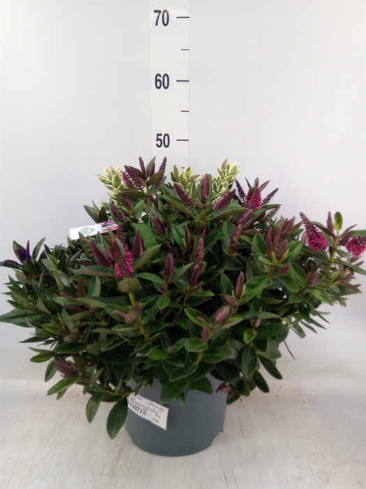 <h4>Hebe  'Addenda'   ...mix in pot</h4>
