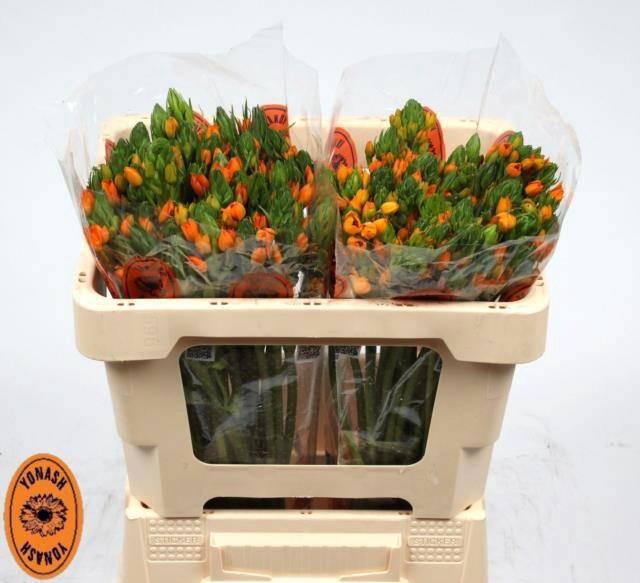 <h4>ORNIT DB SUNSHINE</h4>