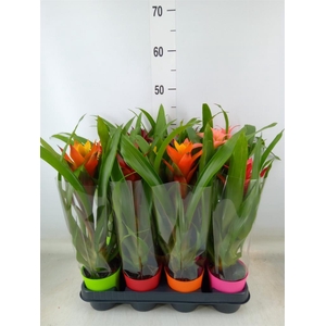 Guzmania   ...mix