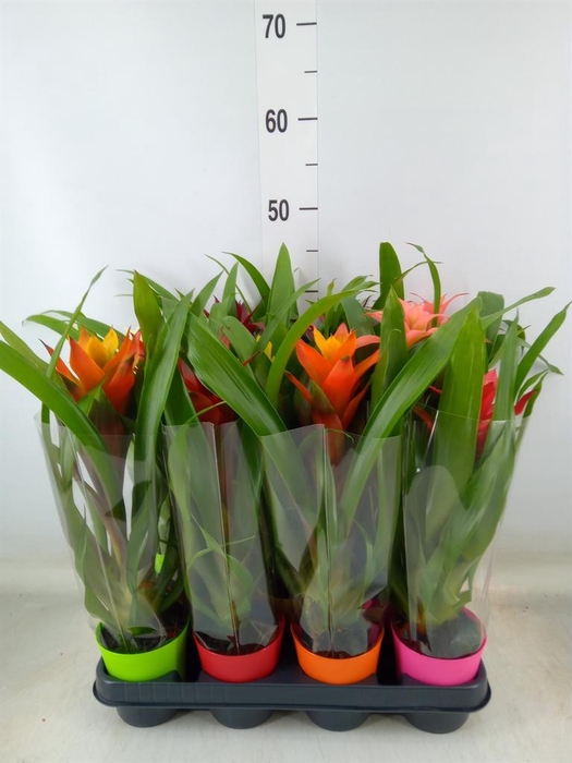 <h4>Guzmania ...mix</h4>