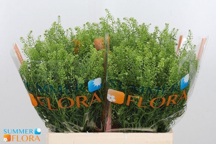 <h4>LEP VI GWELO GREEN</h4>