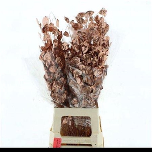 Lunaria Droogbl Koper Goud