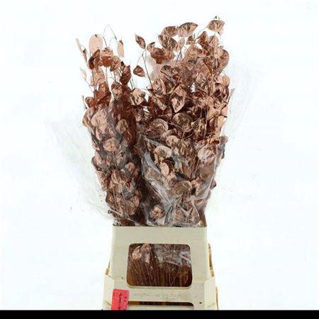 <h4>Lunaria Droogbl Koper Goud</h4>