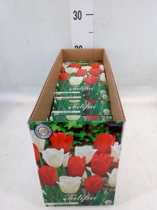 <h4>Tulipa   ...flowerbulbs</h4>
