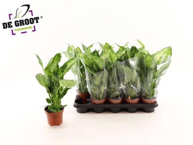 <h4>DIEFF COMPACTA</h4>