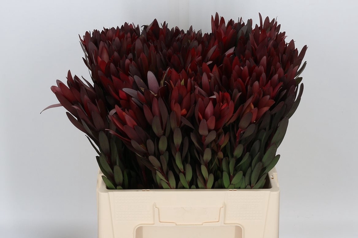 <h4>Leucad Saf Sunset Dark R.</h4>