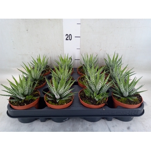 Haworthia fasciata 'Big Band'