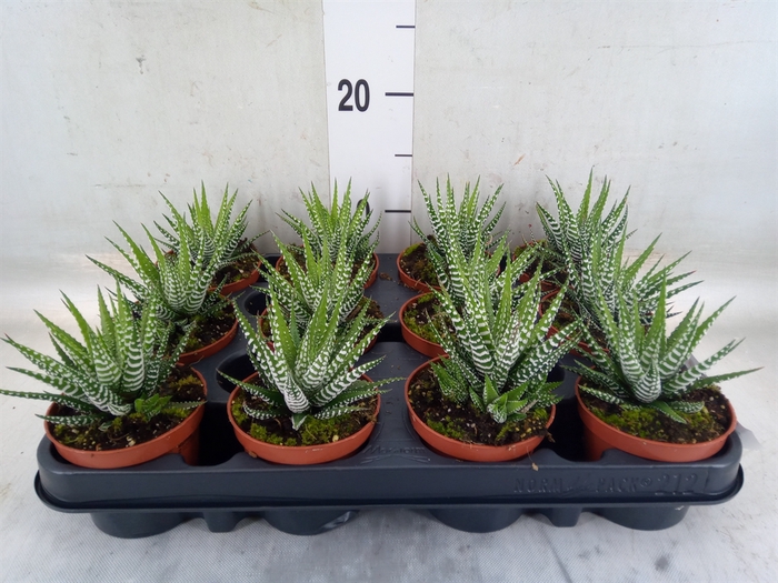 <h4>Haworthia fasciata 'Big Band'</h4>