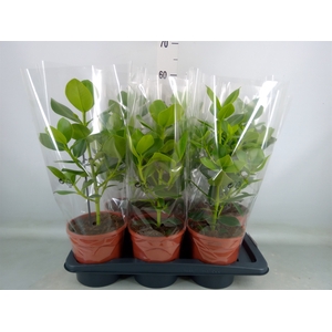 Clusia rosea 'Princess'