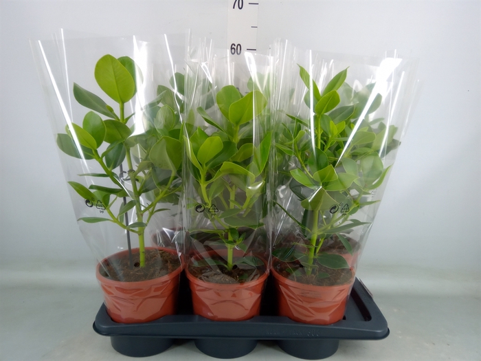 <h4>Clusia rosea 'Princess'</h4>