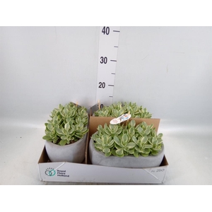 Crassula   ...