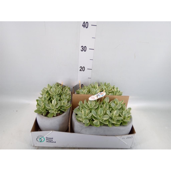 <h4>Crassula   ...</h4>