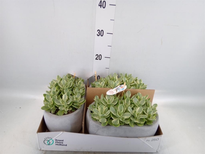 <h4>Crassula ...</h4>