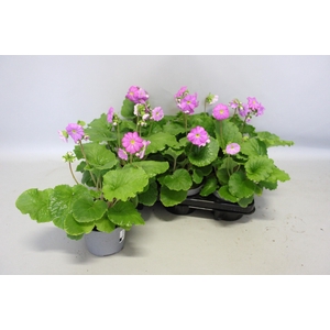 Primula obconica Rose