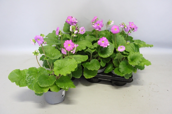 <h4>Primula obconica Rose</h4>