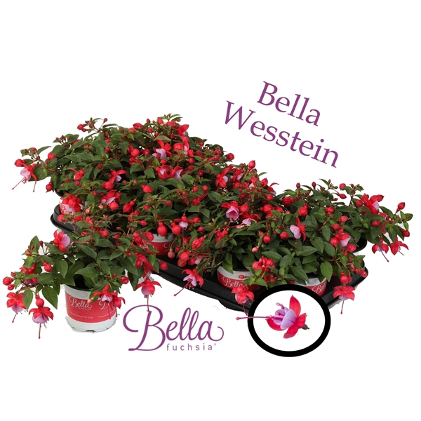 Bella Fuchsia lydia ( Hang ) 2