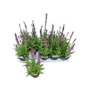 SALVIA NE OSTFRIESL
