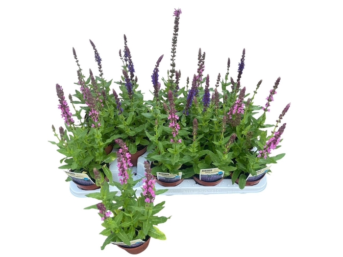<h4>SALVIA NE OSTFRIESL</h4>