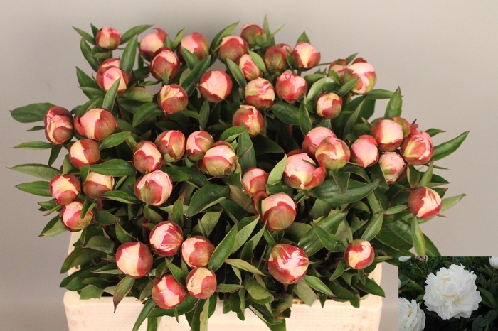 <h4>PAEO L GARDENIA</h4>