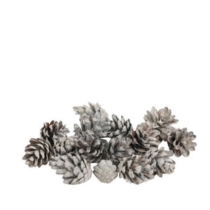 Pine cone Sylvester 5kg