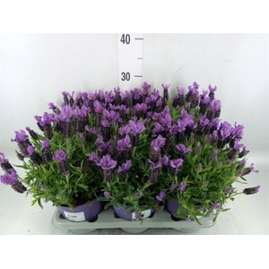 Lavandula stoec.