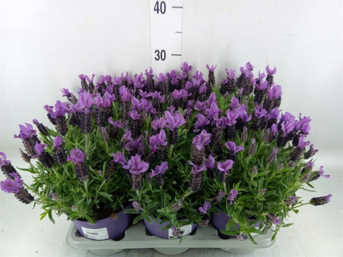 <h4>Lavandula stoec.</h4>
