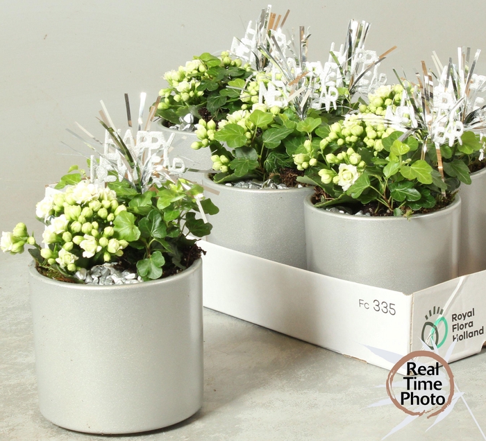 <h4>ARR KAMERPL</h4>