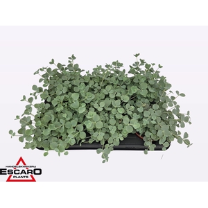 Sedum sieboldii