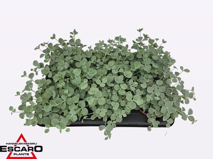 <h4>Sedum sieboldii</h4>