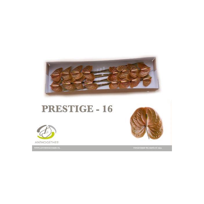 <h4>Anth A Prestige</h4>