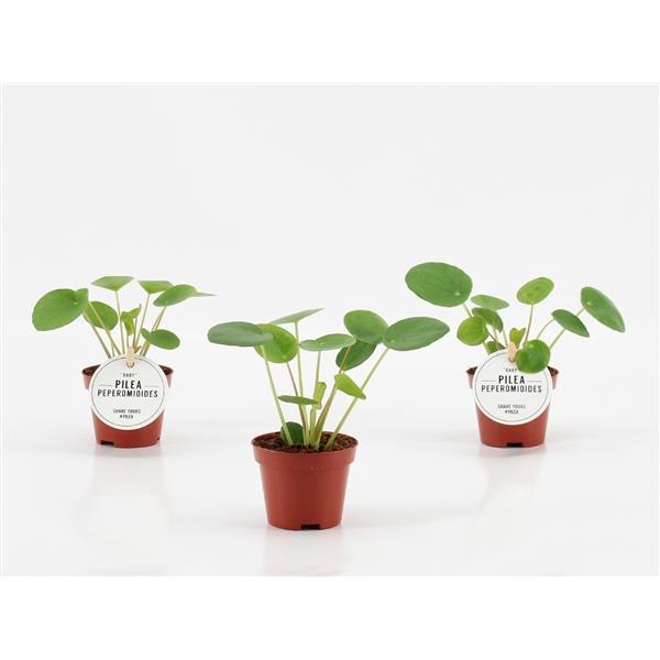 <h4>Pilea peperomoides</h4>