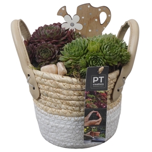 PTS7393 Arrangement Sempervivum in rieten mand