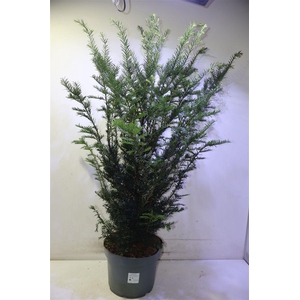Taxus Baccata
