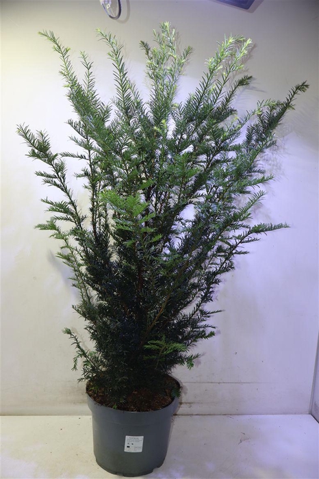 <h4>Taxus Baccata</h4>