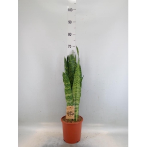 Sansevieria zeylanica
