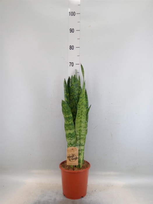 <h4>Sansevieria zeylanica</h4>