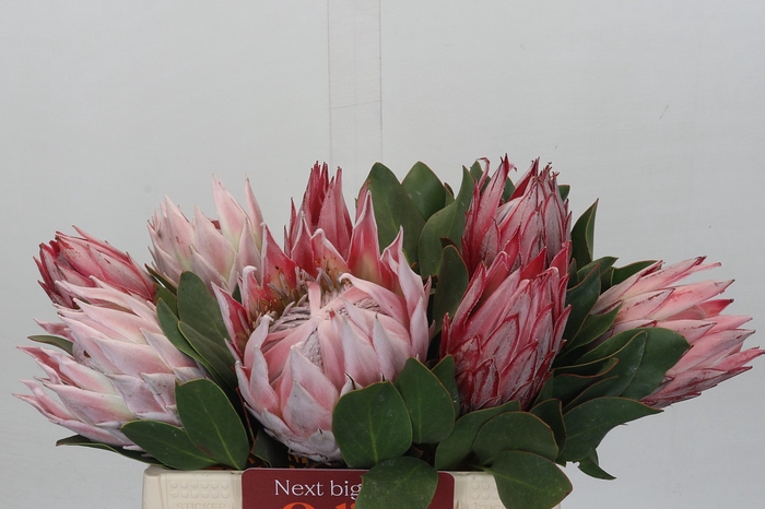 <h4>Protea Cynaroides</h4>