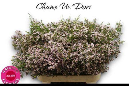 <h4>Chame Un Dori</h4>