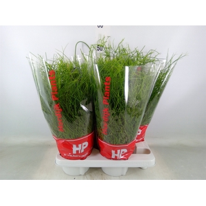 Rhipsalis baccifera 'Oasis'