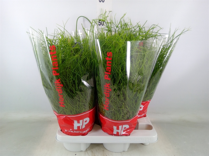 <h4>Rhipsalis baccifera 'Oasis'</h4>