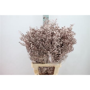 Ruscus Bleached Metal Champagne