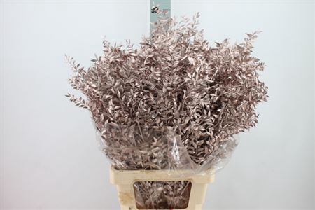 <h4>Ruscus Bleached Metal Champagne</h4>